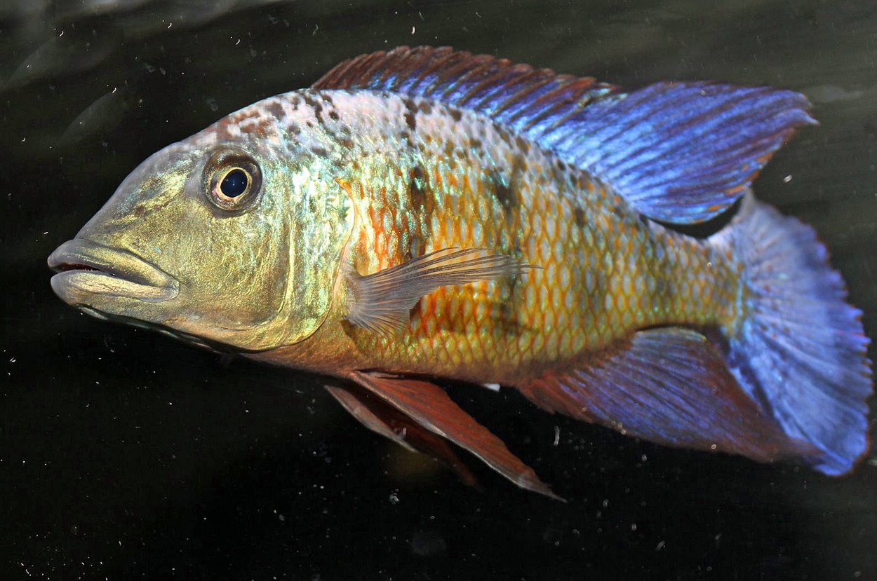 Fossochromis rostratus