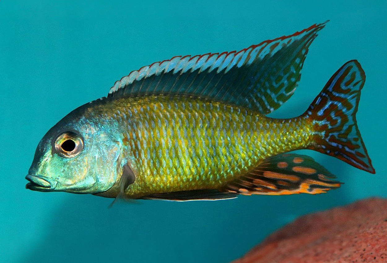 Liturus sand ciklide