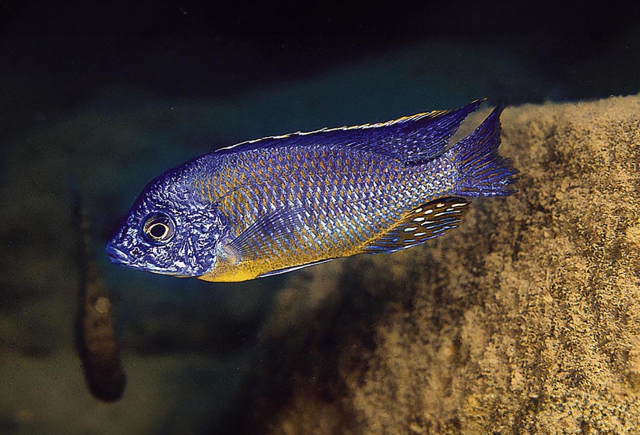 Cobwe-taeniolatus, keiserlig tiger