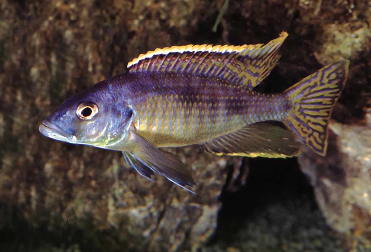 Spilostichus torpedo, epichorialis
