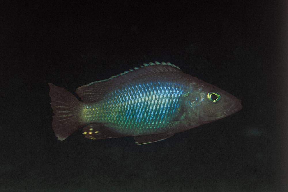 Stigmatochromis melanchros