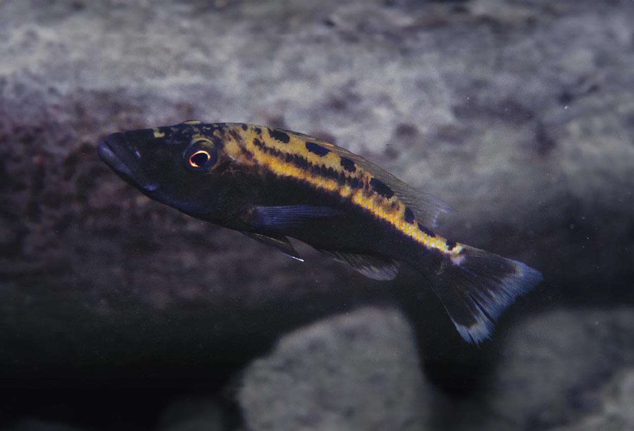 Macrostoma haplis, Black-bellied haplis