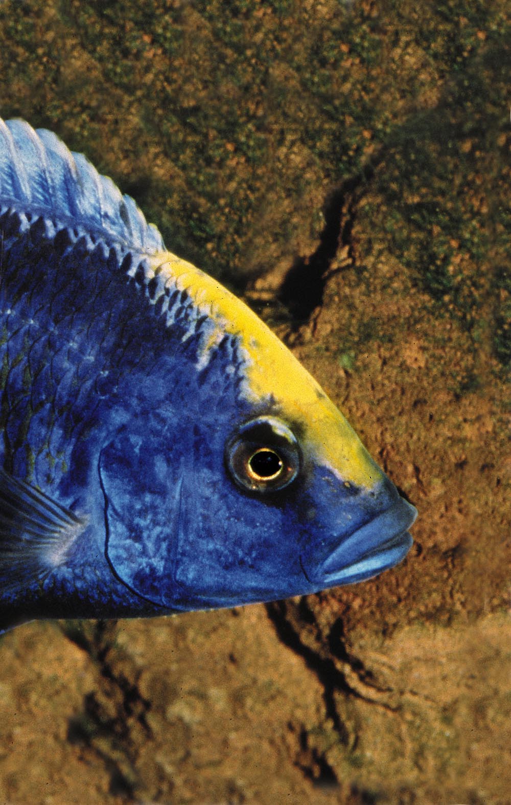 Protomelas spilonotus