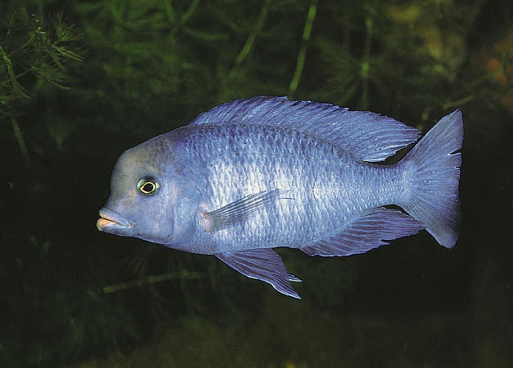 Cyrtocara moorii