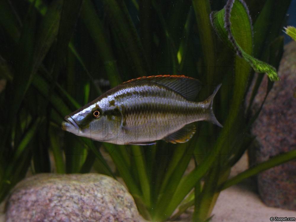 Dimidiochromis compressiceps