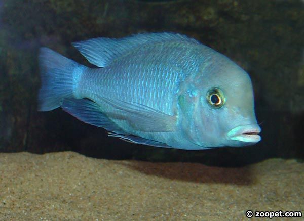Cyrtocara moorii