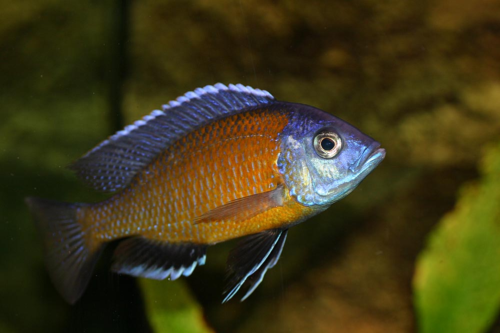 Copadichromis borleyi, Kadango