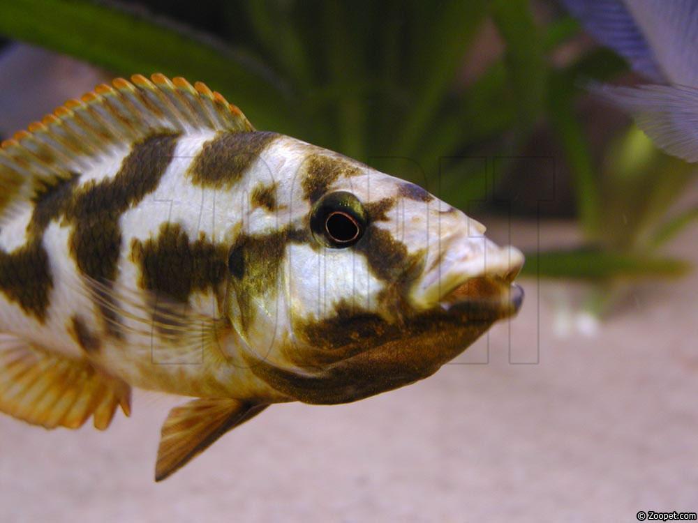 Nimbochromis livingstonii