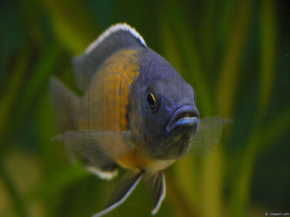 Copadichromis borleyi, Kadango