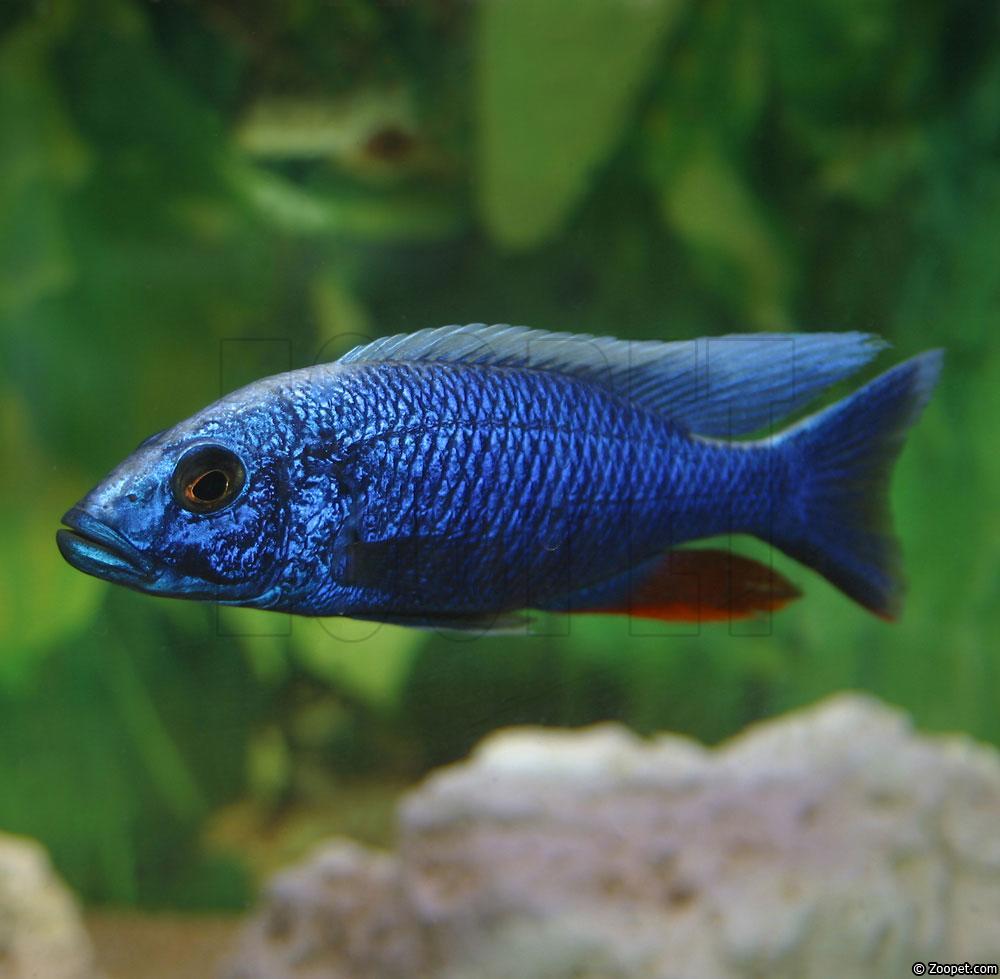 Sciaenochromis fryeri