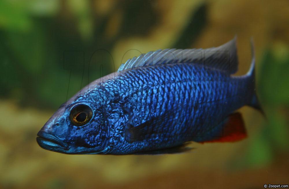Sciaenochromis fryeri