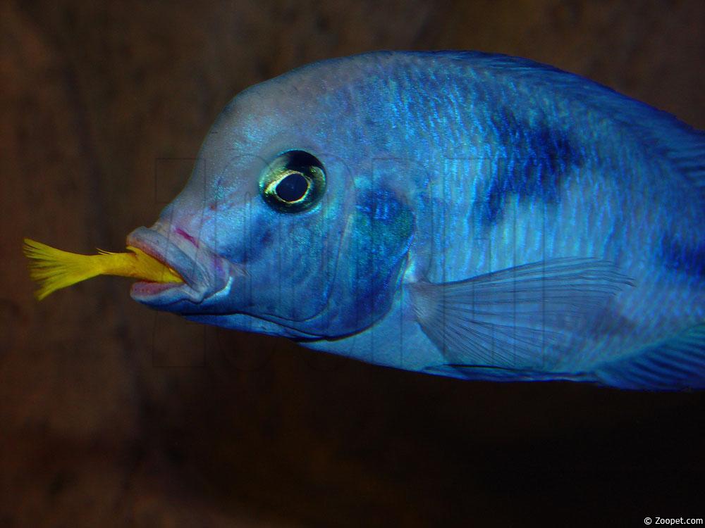 Cyrtocara moorii + Pseudotropheus saulosi