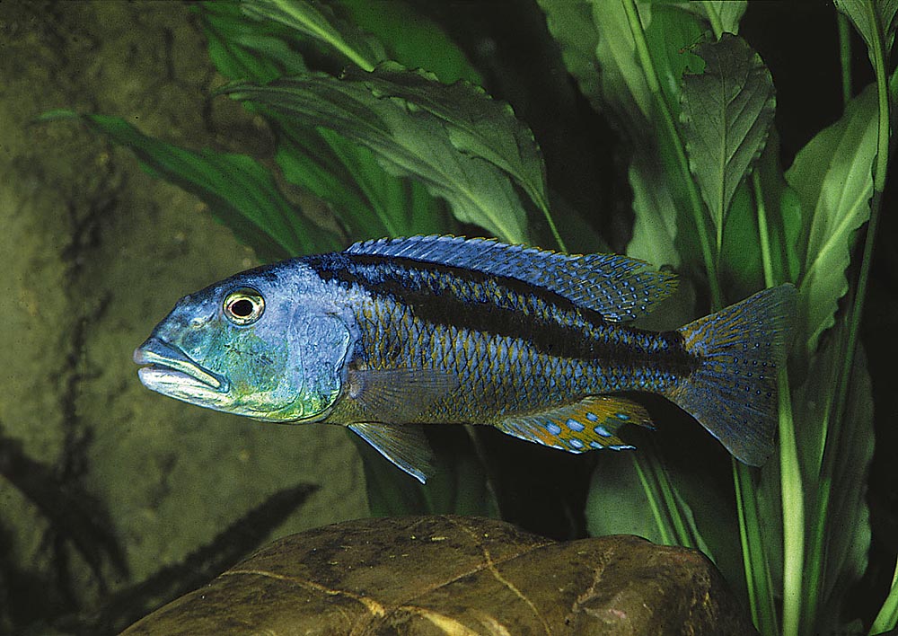 Aristochromis christyi