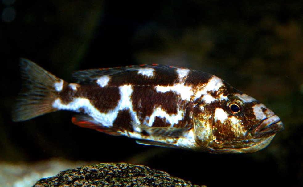 Nimbochromis livingstonii