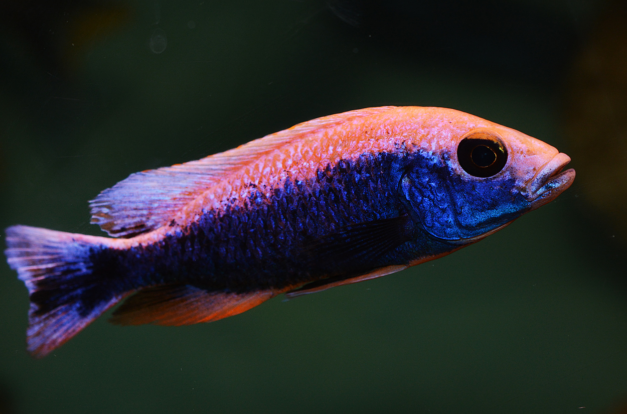 Sciaenochromis fryeri, icebergi purple