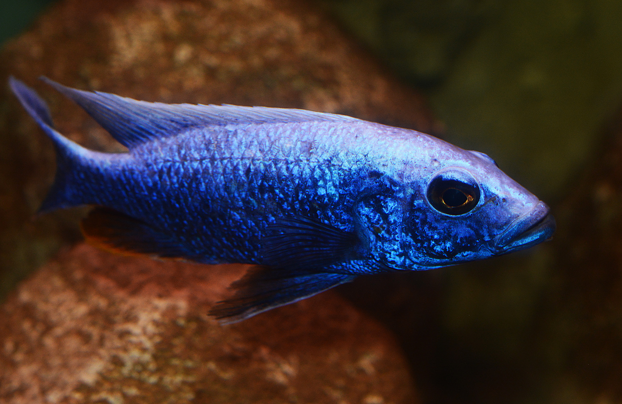 Sciaenochromis fryeri, iceberg