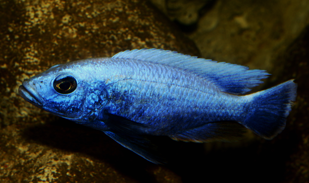 Sciaenochromis fryeri, ghost 