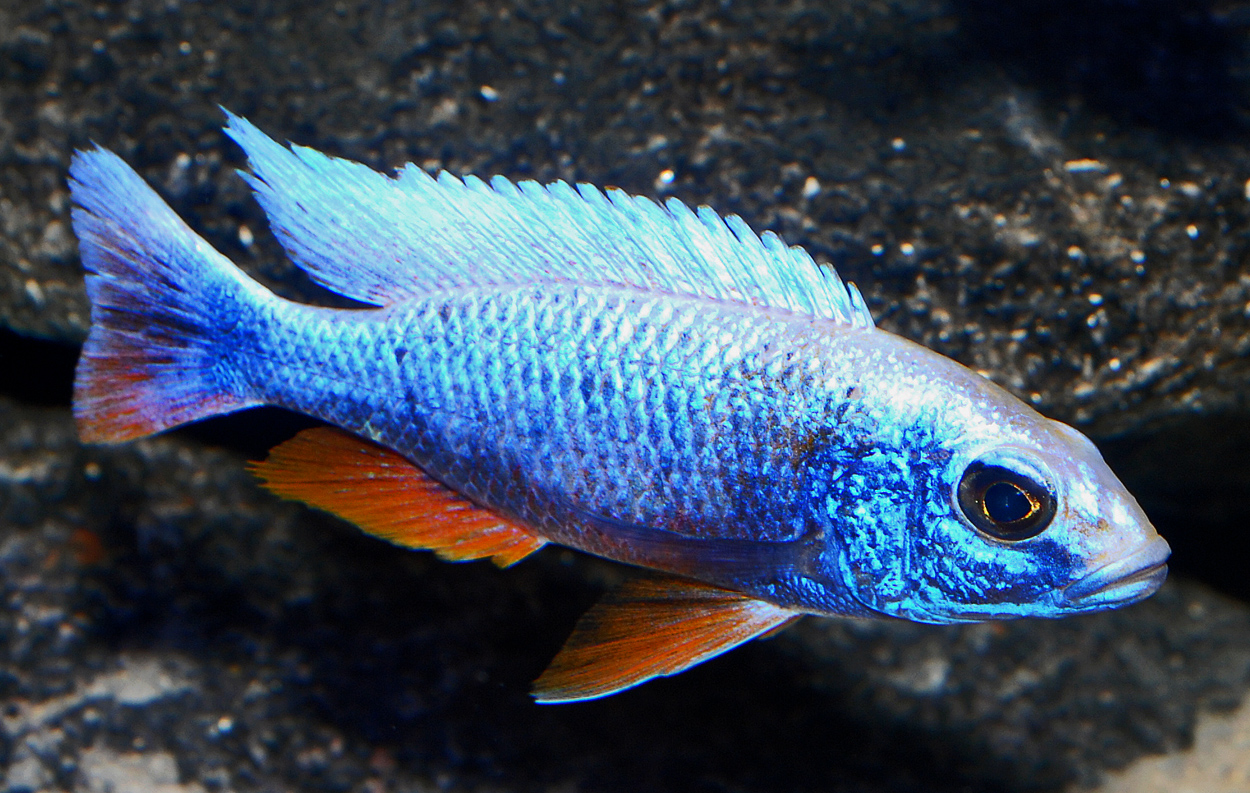 Sciaenochromis fryeri, ghost 