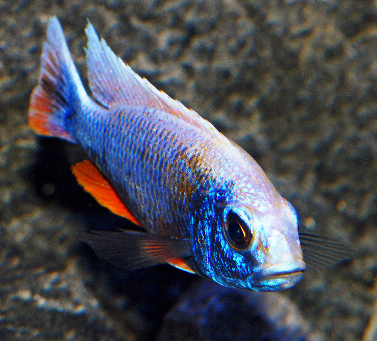 Sciaenochromis fryeri, ghost 