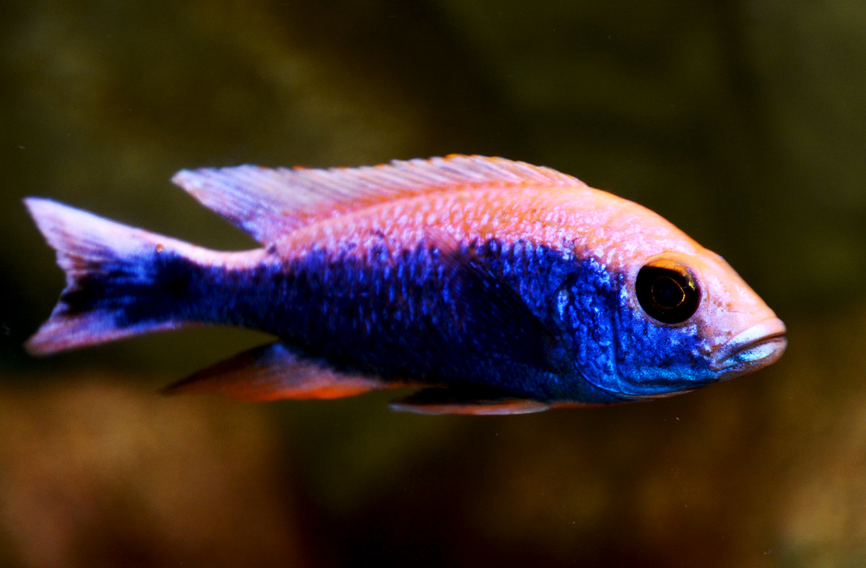 Sciaenochromis fryeri, icebergi purple