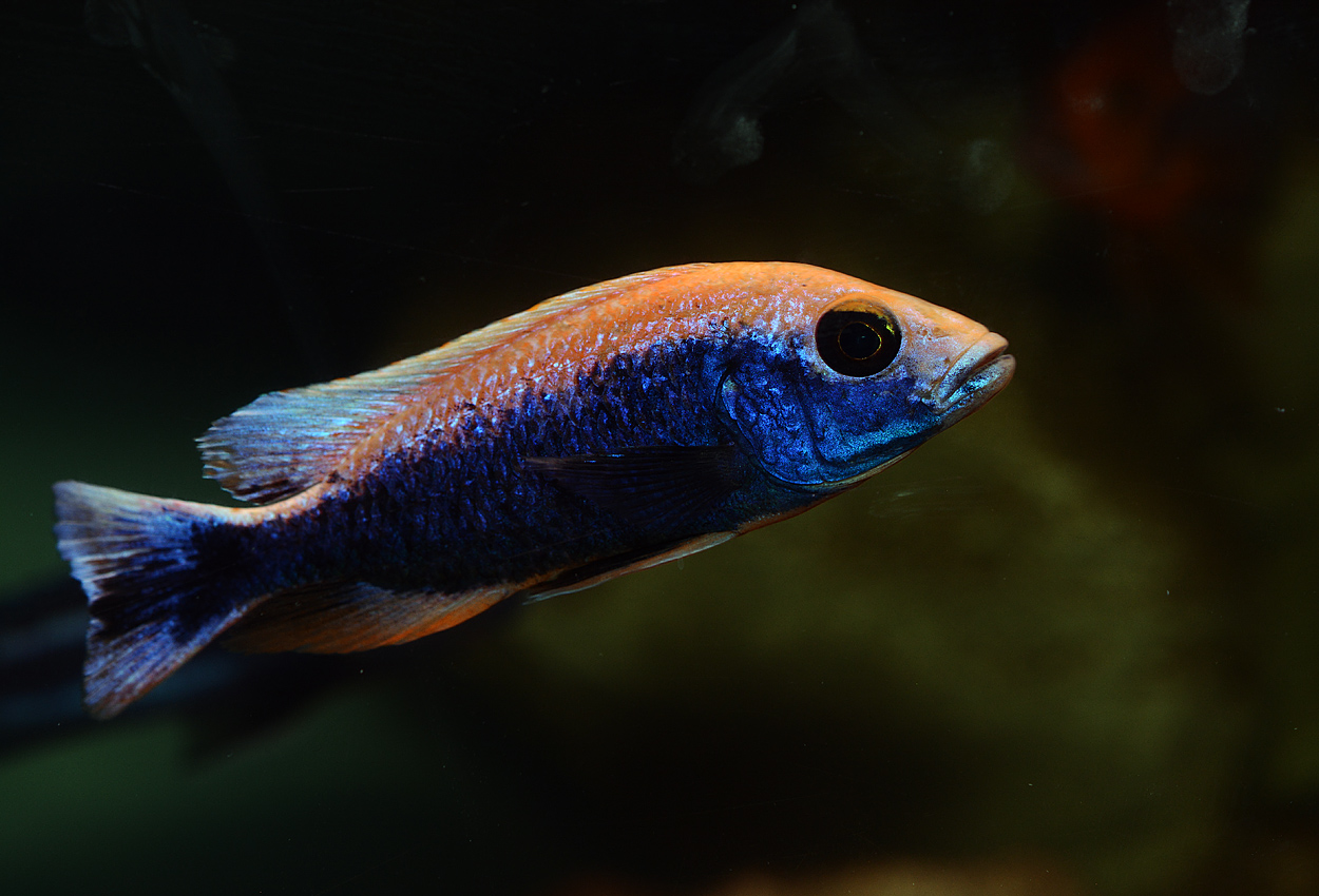 Sciaenochromis fryeri, icebergi purple