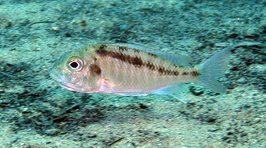Mylochromis guentheri, Chiofu