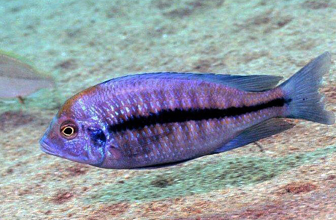 Protomelas annectens
