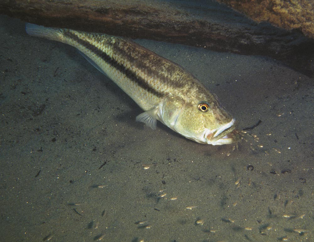 Serranochromis robustus