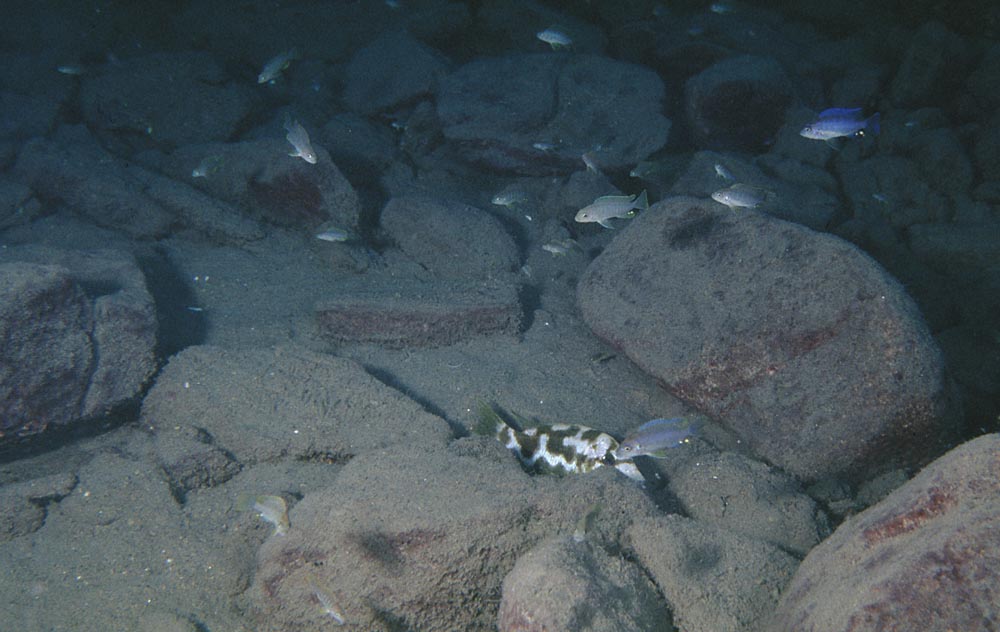 Nimbochromis livingstonii