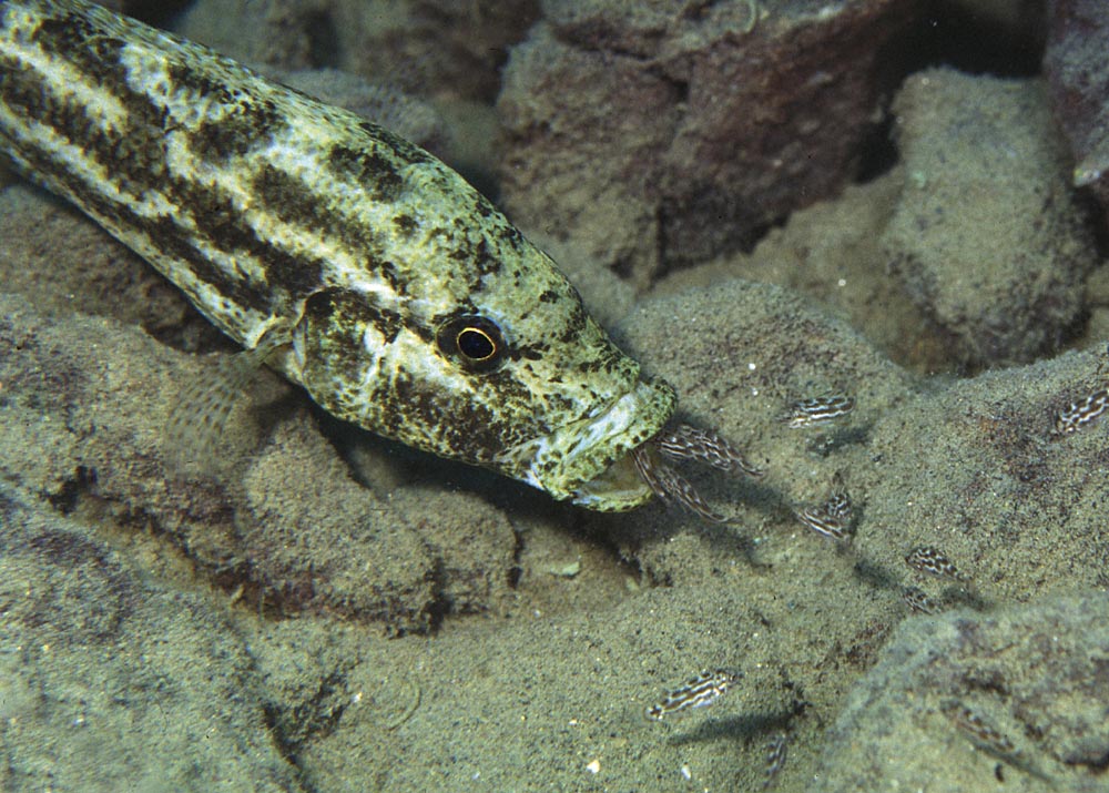 Nimbochromis polystigma (hona med yngel)