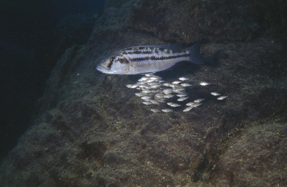 Tyrannochromis macrostoma