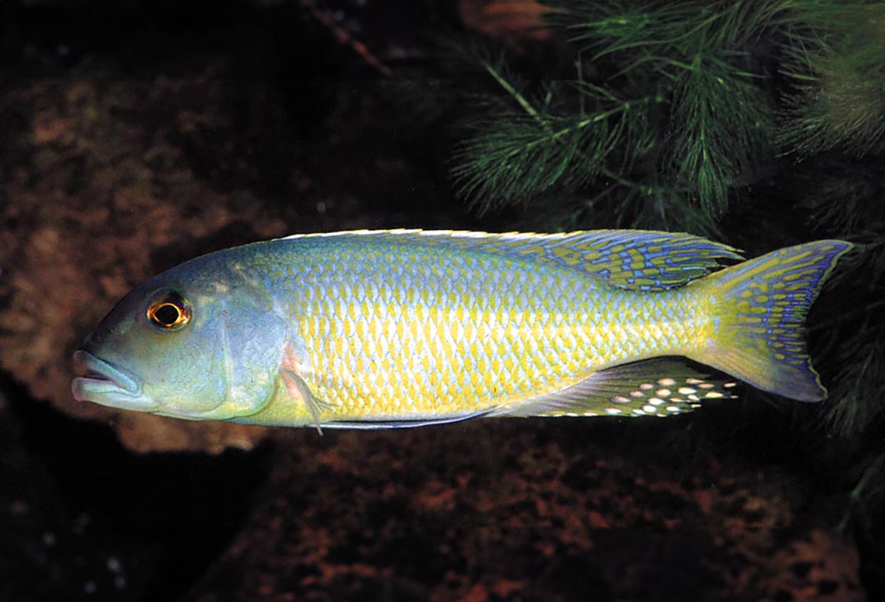 Grønn lepturus