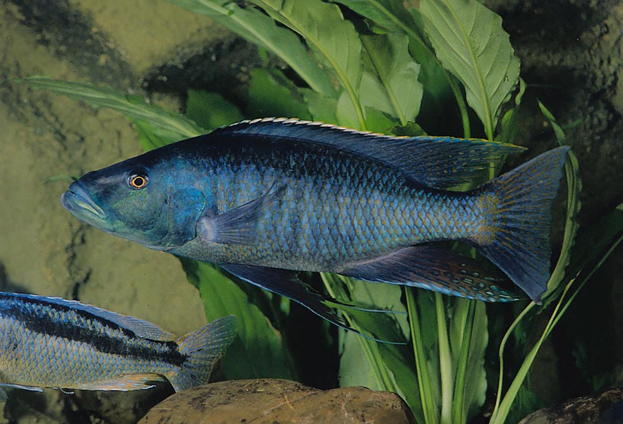 Mbwanae, Ndunduma, Njeruwa, stripete rovmunnspiser