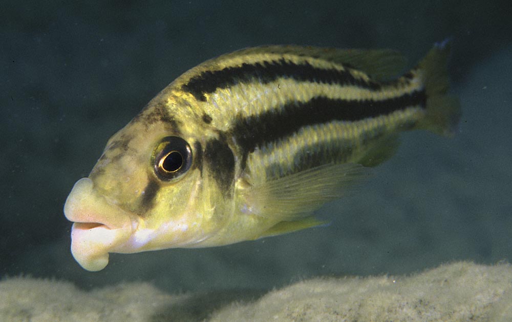 Chilotilapia euchilus, Mbenji (hona)