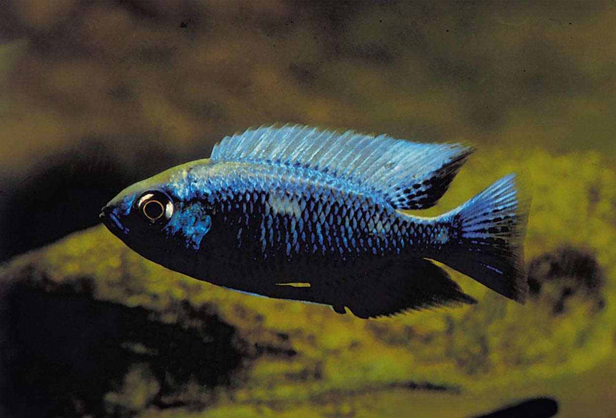 Ekte chrysonotus
