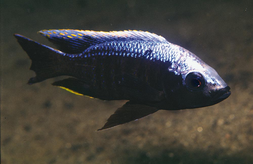 Copadichromis trewavasae
