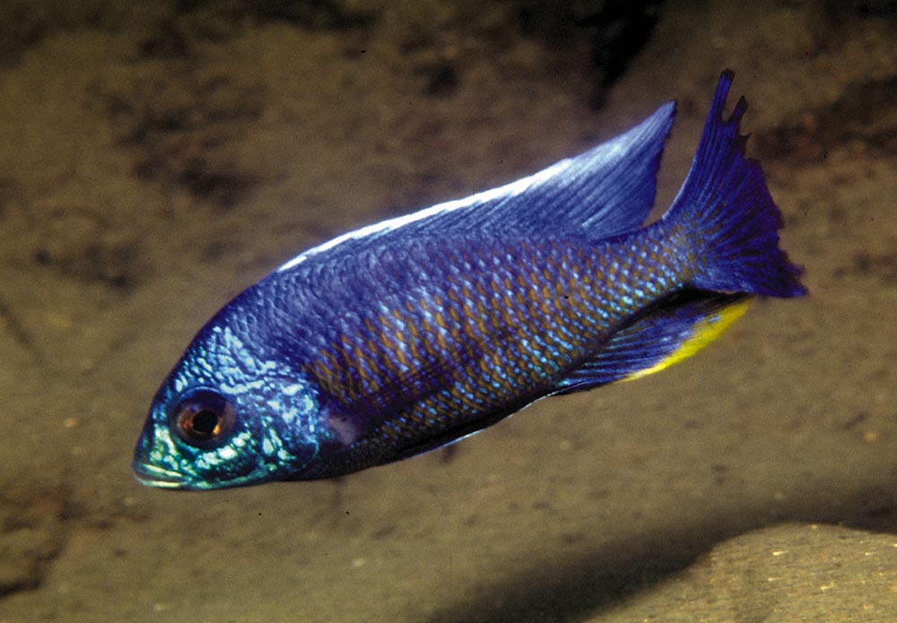 Copadichromis verduyni, Ntekete