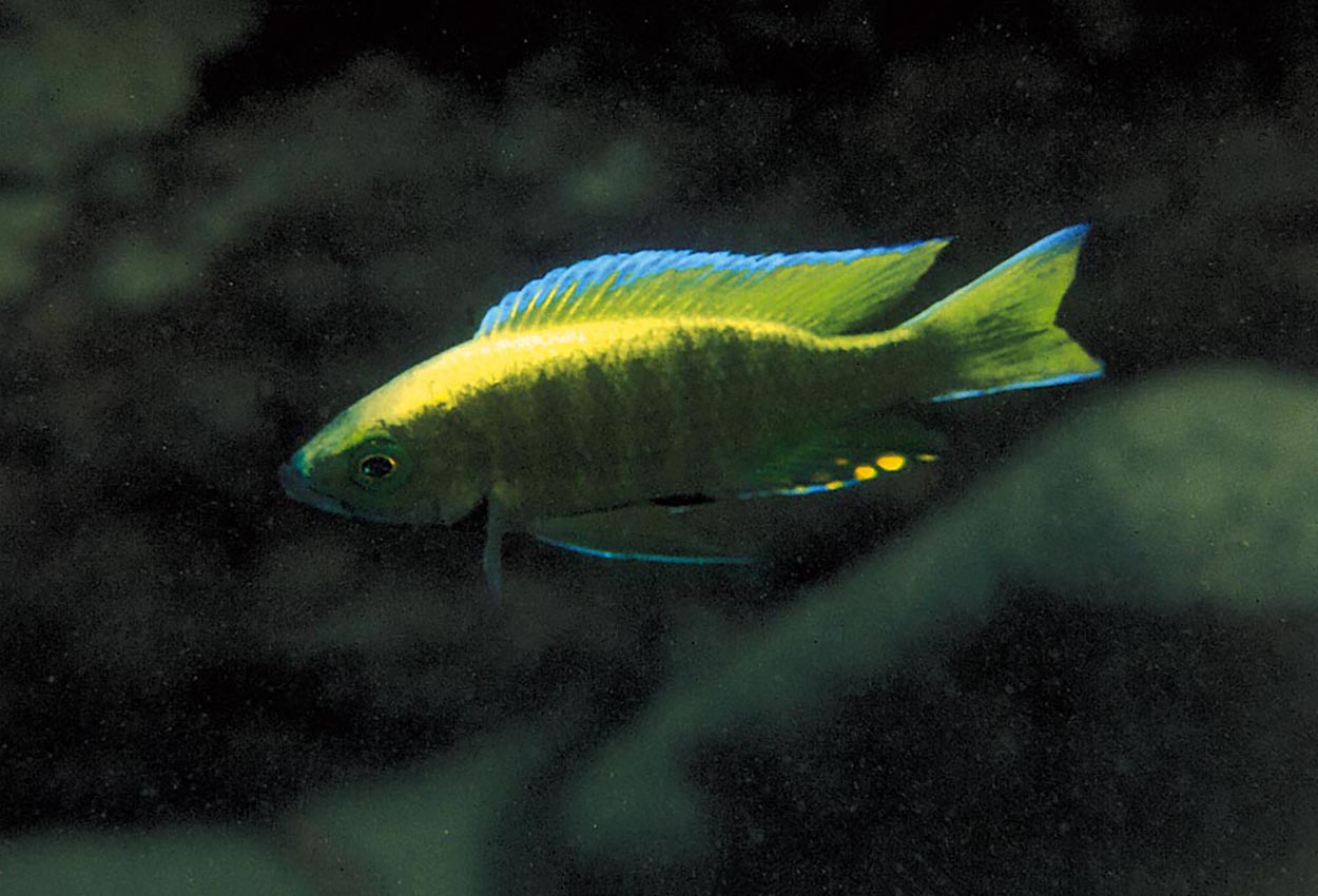 Virginalis goldl utaka