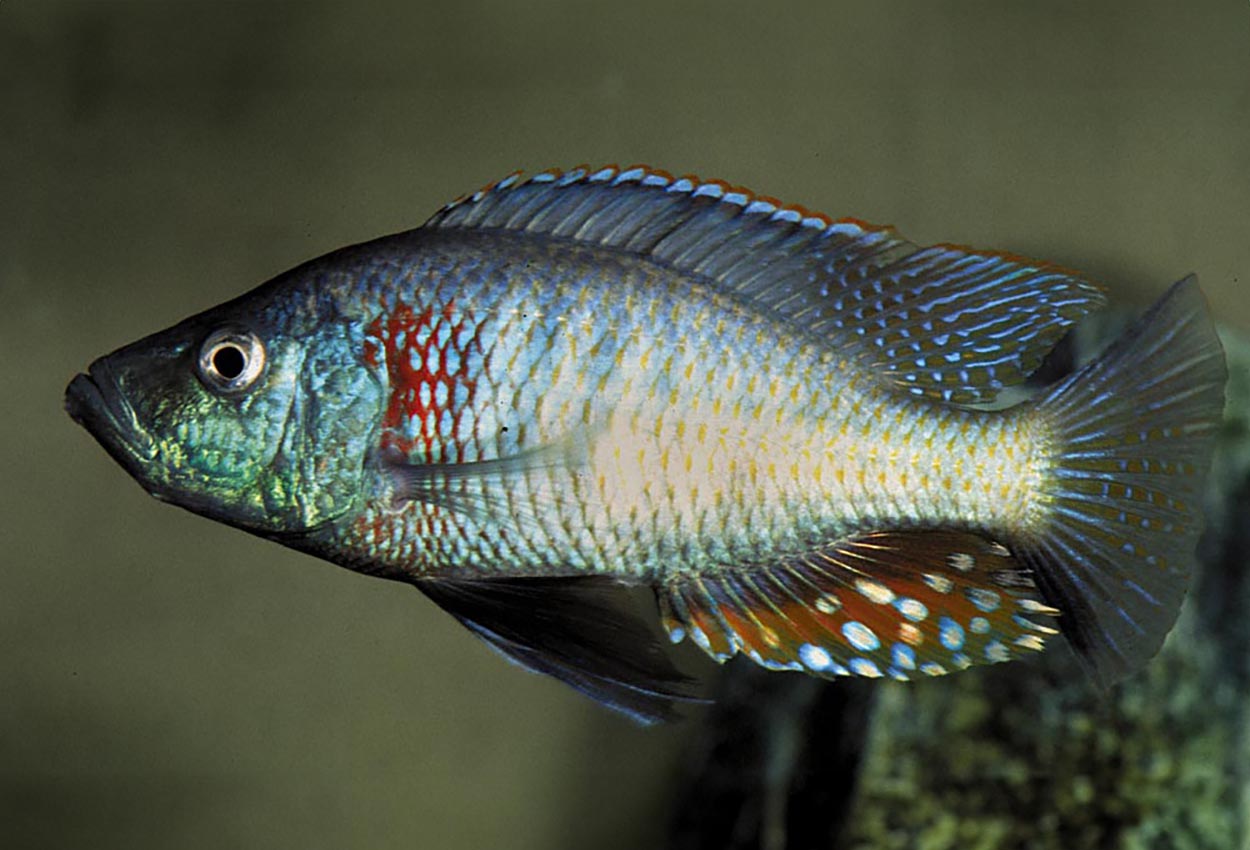 Strigatus, solnedgang haplis