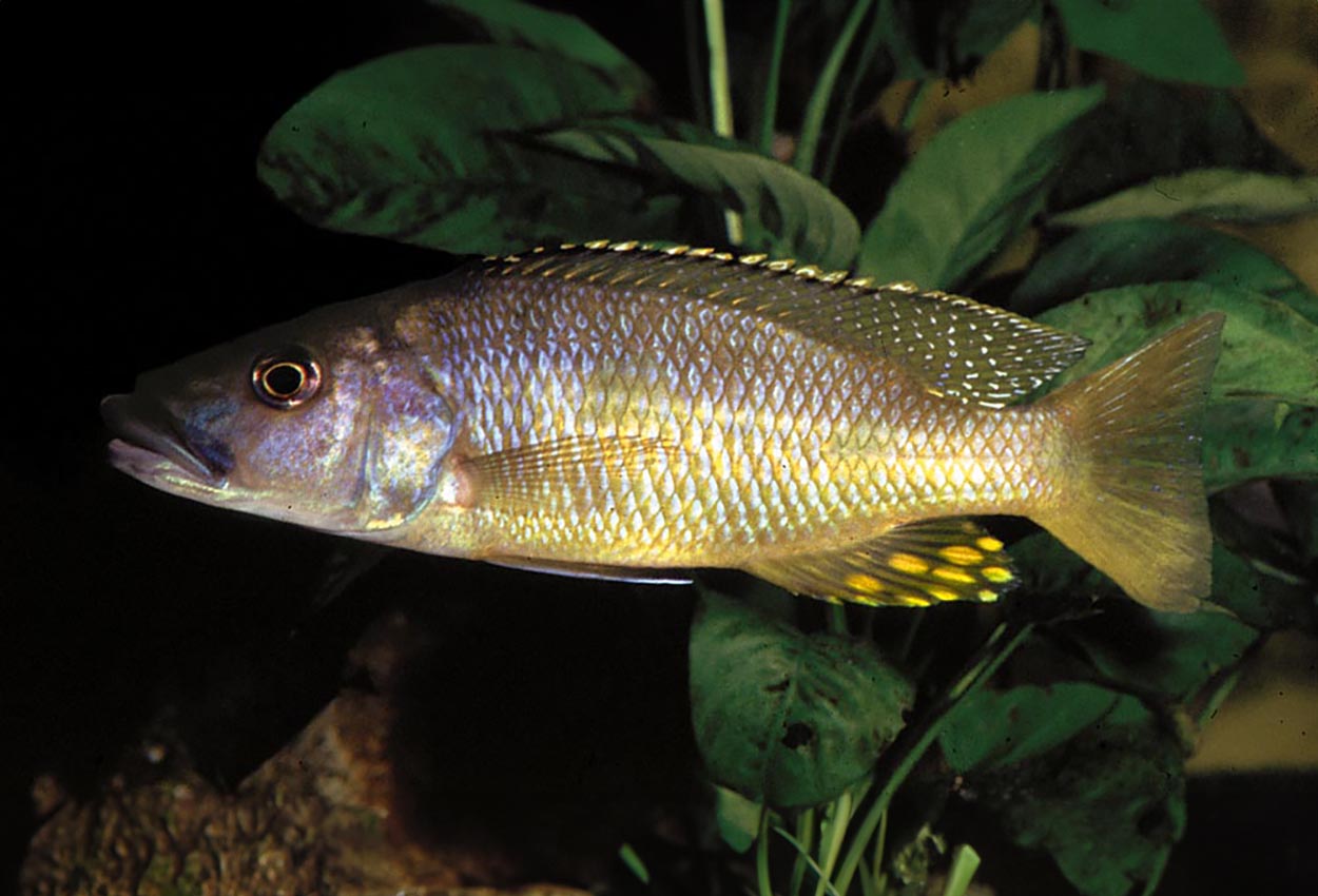 Trepunkts torpedo haplis