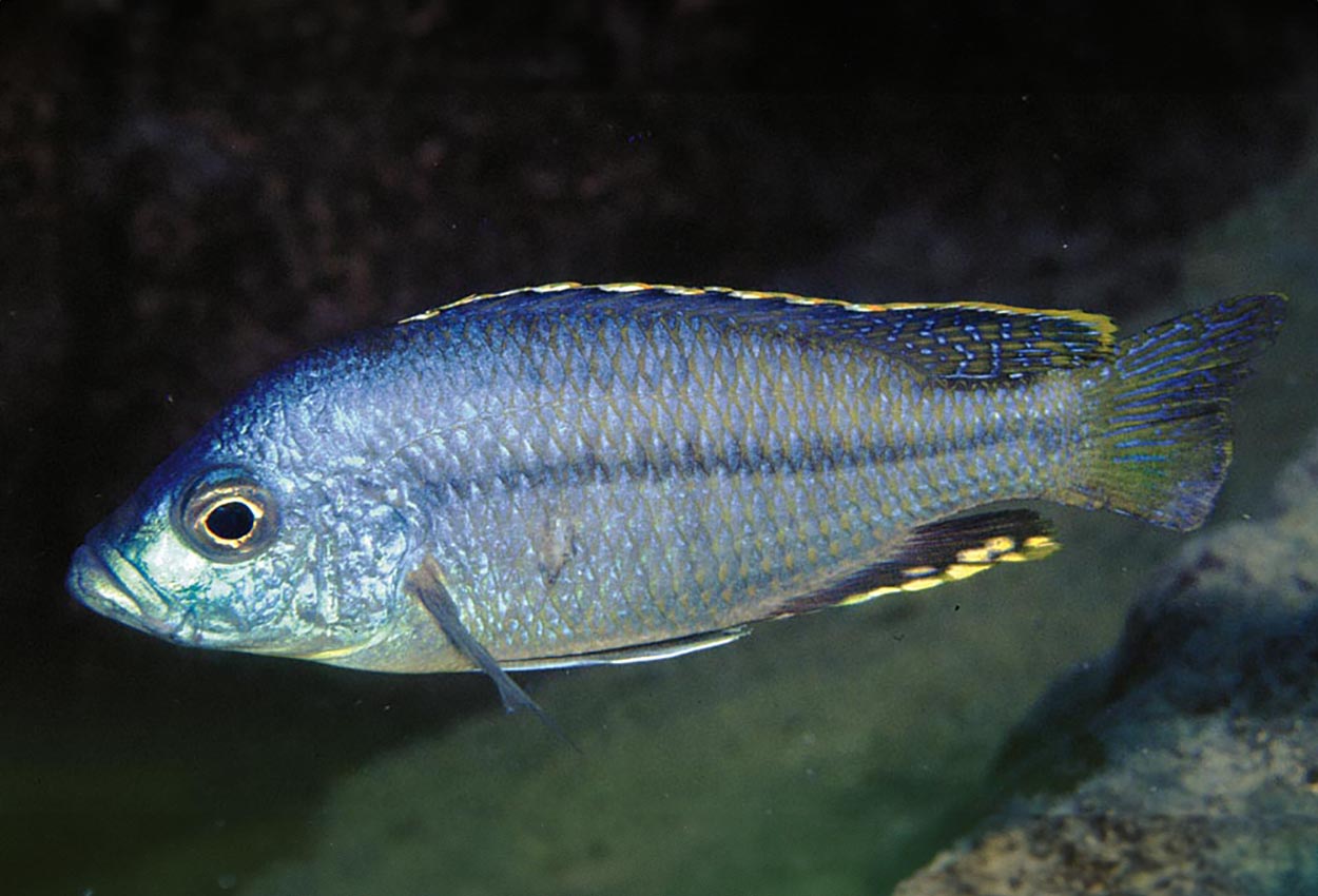 Spilopterus haplis
