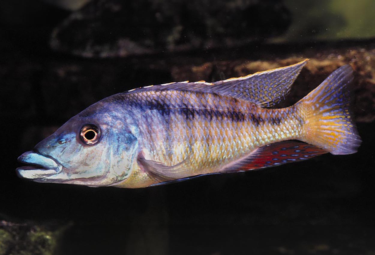 Malawi