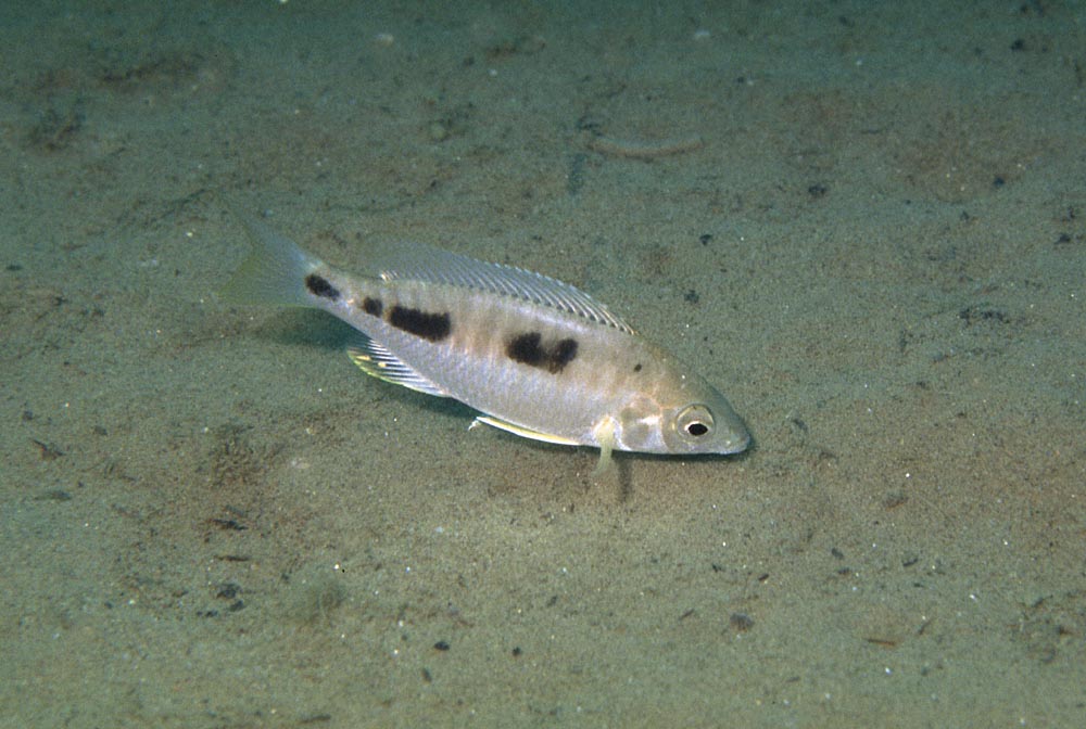 Otopharynx decorus,  Liuli