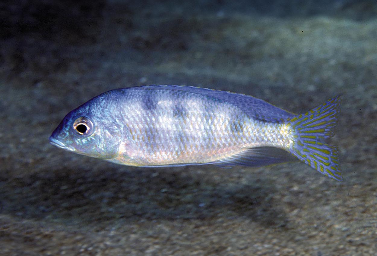 Ericotaenia, tykk bar haplis
