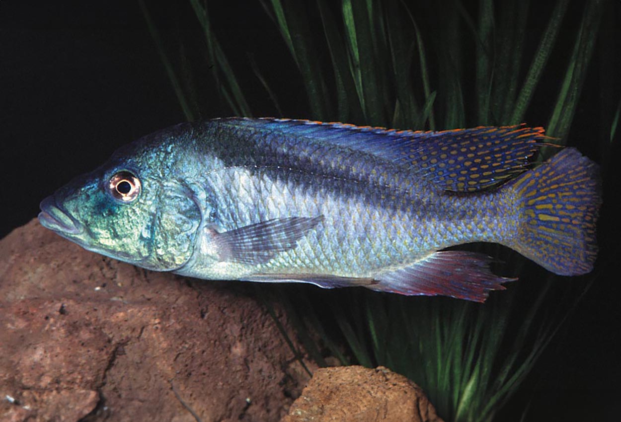 Lateristriga, Giant flamme oxyrhynchus