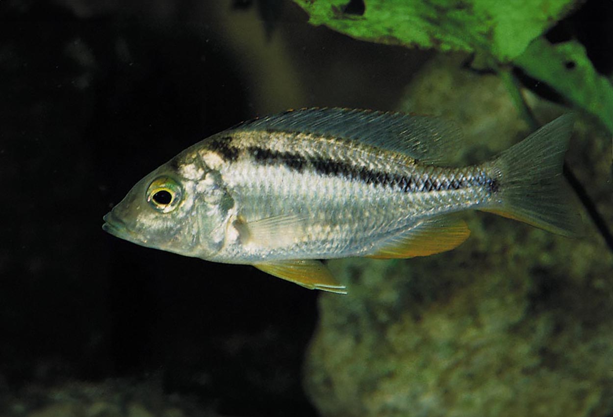 Sand haplis