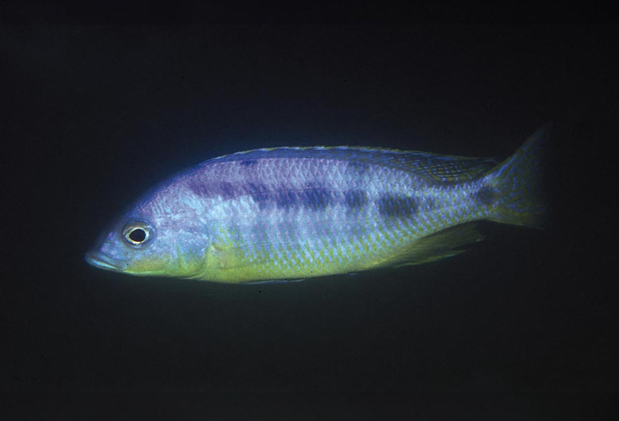 Spilostichus, glad fisk