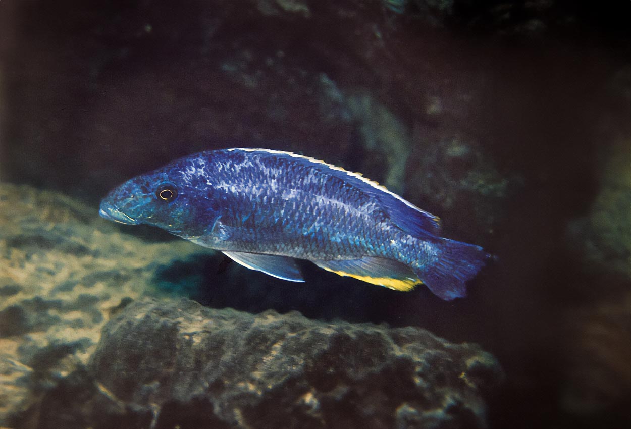 Proboscis ciklid