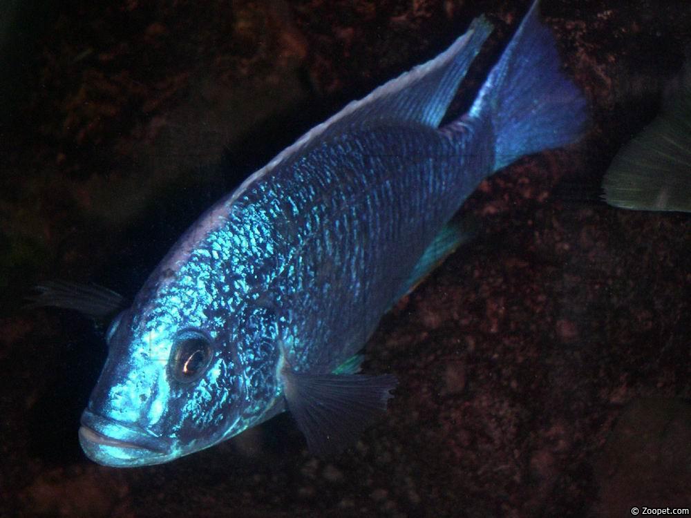 Sciaenochromis fryeri