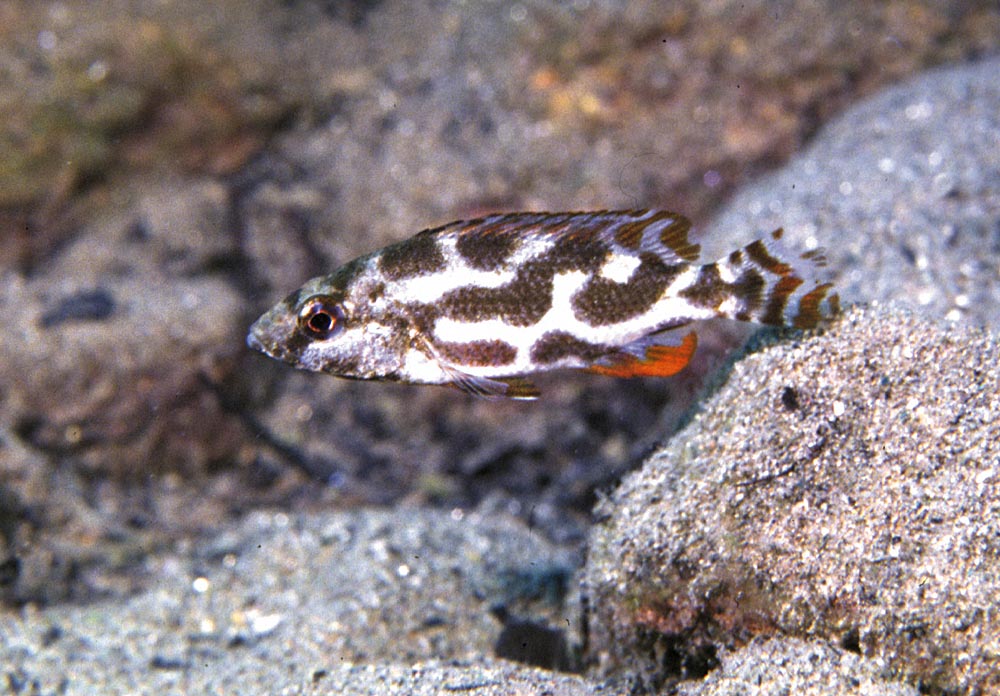 Nimbochromis livingstonii, Magunga